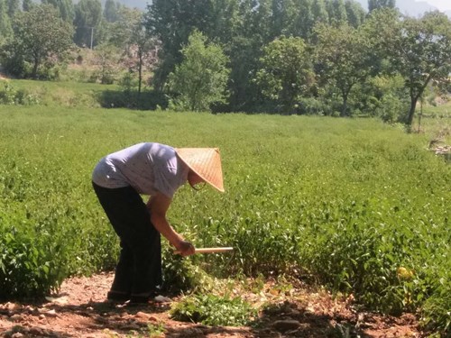 图为朱二军正在收割冬凌草 图为朱二军正在收割冬凌草
